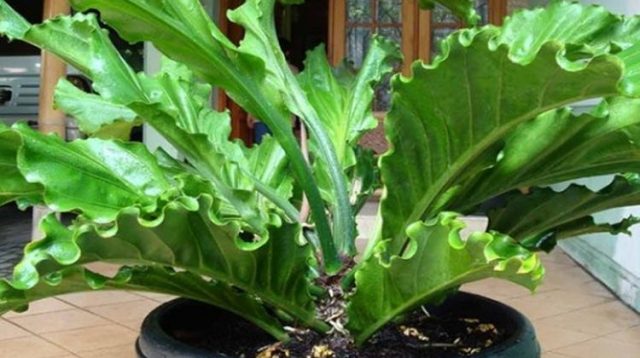 Ini tips merawat tanaman anthurium, di dalam dan luar ruangan/ net