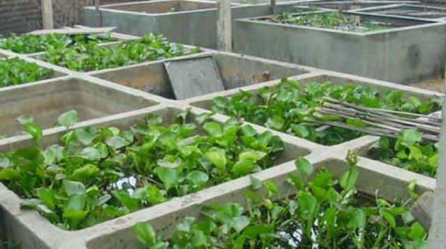 cara budidaya ikan cupang dengan kolam