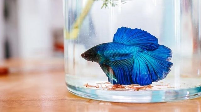 cara memelihara ikan cupang pakai air galon