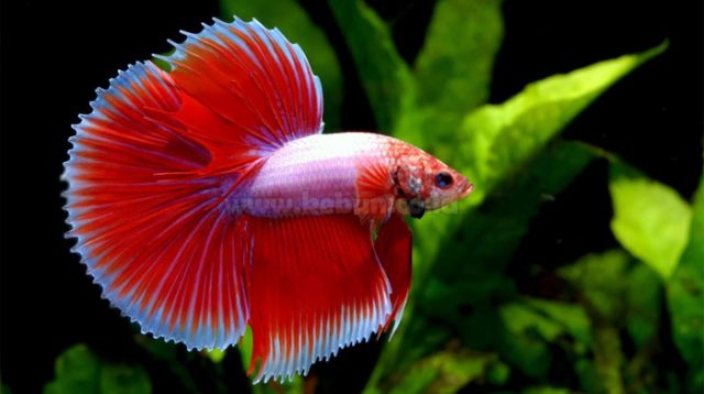 cara mengetahui umur ikan cupang dari ukurannya