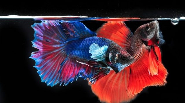 ini cara breding ikan cupang