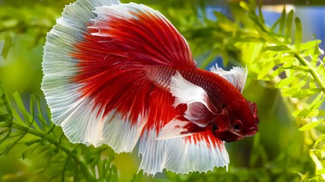 ini cara mengukur suhu air pada ikan cupang