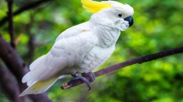 ini teknik dan cara merawat burung kakatua, agar sehat dan cantik