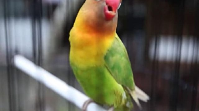 Inilah tips merawat burung lovebird untuk pemula