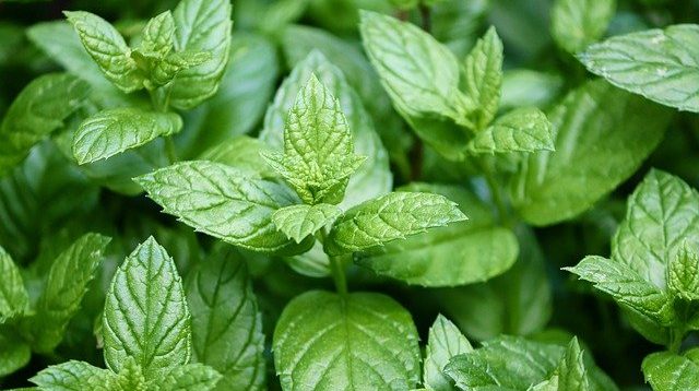 manfaat daun papermint bisa sembuhkan penyakit kulit/ net