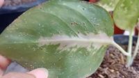 Cara Menghilangkan Kutu Putih Pada Tanaman Aglonema