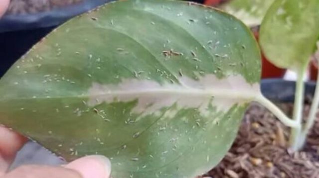 inilah cara menghilangkan kutu putih pada tanaman hias aglonema