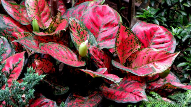 cara merawat daun aglonema, agar tetap sehat dan cantik