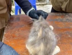 Pemkot Bandarlampung Menyediakan Vaksinasi Rabies Gratis