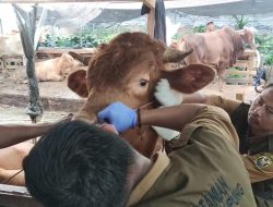 Kadis Pertanian Cek Kesehatan Hewan Kurban Jelang Idul Adha