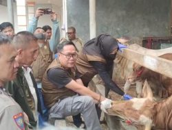 Dinas Pertanian Bandarlampung Mengecek Kesehatan Hewan Kurban