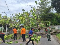 Cuaca Ekstrem BPBD Bandar Lampung Melakukan 50 Evakuasi Pohon Tumbang